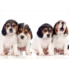 Artgeist Sad Puppies fototapetti