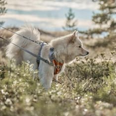 Hurtta Venture vedonestovaljas