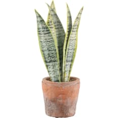 4Living Mother-in-law tongue 23.5 cm