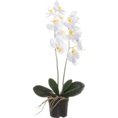 4Living 59 cm Orchid in a pot