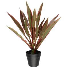 4Living Traakkipuu 45 cm ruukussa