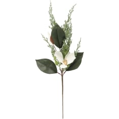Winteria Magnolia oksa 60 cm