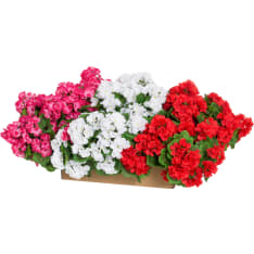 4Living 39cm pelargonia kimppu lajitelma