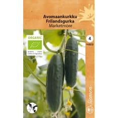 Organic Outdoor cucumber Marketmore