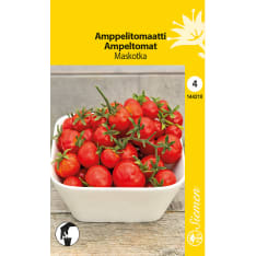 Pot tomato Maskotka