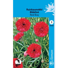 Cornflower Red Boy
