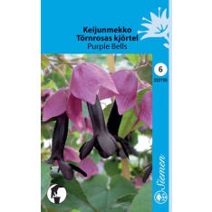 Purple bell vine Purple Bells