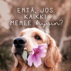 Linnapaperi MTFM 121 #tulivaanmieleen magnet