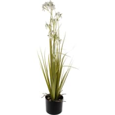 AmandaB Allium grass 87cm in pot