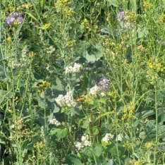 Diana Fasaani-Peltopyy 1 kg game field seed mixture