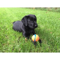 Chuckit Ultra dog ball