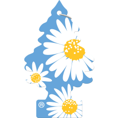 Wunderbaum Daisy Flower scent tree