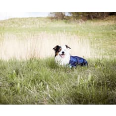 Back on Track cooling dog coat