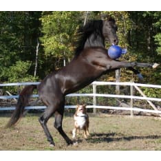 Jolly Ball 20 cm leikkipallo eläimille