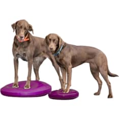 FitPAWS koiran tasapainolevy ⌀56 cm