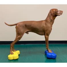 FitPAWS K9FITbone Mini koiran tasapainoalusta 2kpl