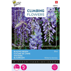 Buzzy® Climbing Flowers Wisteria, Chinese Blue Rain