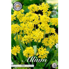 Yellow flower Allium Moly 10pcs flower bulb