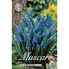 Pearl Lily Muscari Armeniacum 10pcs flower bulb
