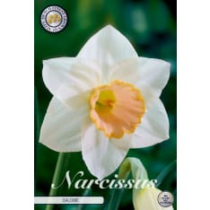 Daffodil Salome 3pcs flower bulb