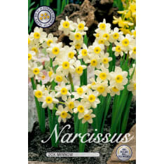 Daffodil Minnow 5pcs flower bulb