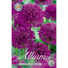 Allium 'Purple Sensation' flower bulbs, 15 bulbs