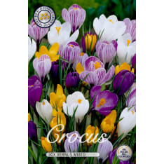 Krookus Botanical mixed 50 pcs flower bulb