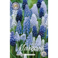 Pearl lily 50 pcs mixed flower bulb