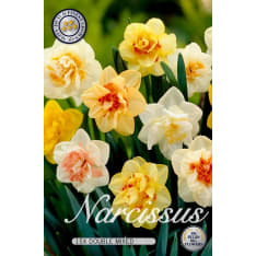 Daffodil Mixed 15pcs flower bulb