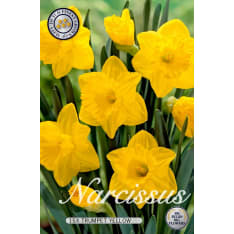 Daffodil Trumpet Dutch Master 12pcs flower bulb