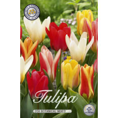 Tulip Botanical mixed 20 pcs flower bulb