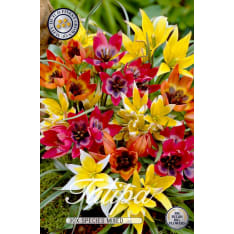 Tulip Botanical Specie Mixed 15pcs bulb