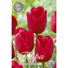 Tulip Triumph Red Impression 20 pcs flower bulb