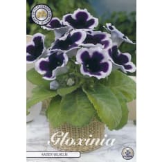 Suppilokukka  1 kpl/pss Gloxinia kukkamukula