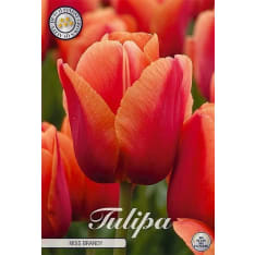 Darwin Miss Brandy tulip bulbs, 7 bulbs