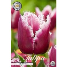 Tulip Fringed San Martin 7pcs flower bulb