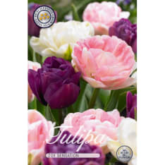 Tulip Sensation 20pcs flower bulb