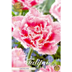 Tulip Fringed Double Queensland 7pcs bulb