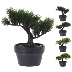 H&S bonsai tree