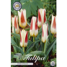 Tulip Kaufmanniana Johan Strauss 7pcs bulb
