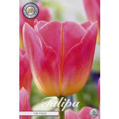 Tulip Triumph Tom Pouce 7pcs bulb