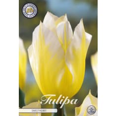 Tulip Fosteriana Sweetheart 7 pcs flower bulb