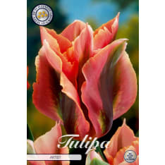 Tulip Viridiflora Artist 7pcs flower bulb