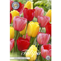 Tulip Darwin Hybride mixed 10 pcs flower bulb