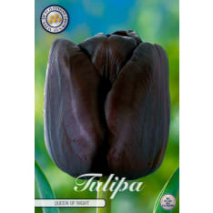 Tulip Single Late Queen Of Night 7pcs flower bulb