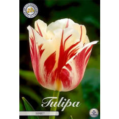 Tulip Single Late Sorbet 7pcs flower bulb