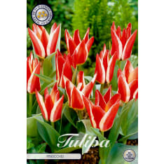 Tulip 'Greigii Pinocchio' – 7 bulbs