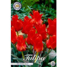 Tulip Greigii Red Riding Hood 10pcs bulb