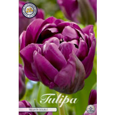 Tulip Double Late Negrita 7pcs flower bulb
