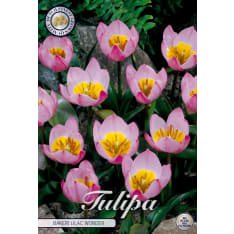 Tulip Specie Baker Lilac Wonder 10pcs flower bulb